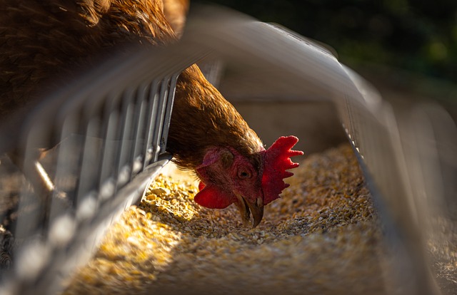 mangeoire et un abreuvoir a poules